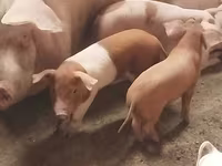 Schweine (Partie, Geschlecht nicht angegeben), Schweine — Foto 1