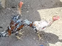 Chickens — الصورة 4