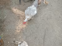 Ducks — الصورة 1