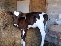 सांड, Simmental cattle — फ़ोटो 4