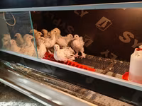 Brahma — Foto 4