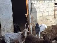 أغنام (دفعة، الجنس غير محدد), الأغنام — الصورة 1