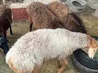Carnero, Edilbay sheep — foto 5