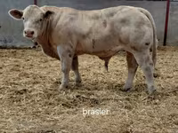 公牛, Charolais cattle — 照片 1