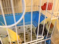 Nymph (cockatiel) cütlüyü və qəfəs komplekti - Növ: Nymph paraket — фото 4