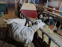 Goat, Goats — photo 3