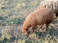 Widder, Schafe — Foto 2