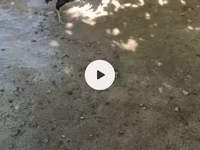 Chickens — फ़ोटो 2