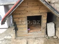 Taxta it evi - Material: qalın taxta karkas, ikiqat qırmızı — foto 2
