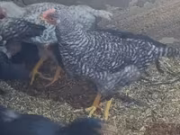 Chickens — Foto 2
