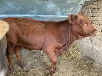 ثور, Swiss cattle — الصورة 2