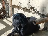 Labrador Retriever, Dişi cinsidir, 8-9 aylıqdı, baxmağa vaxt yoxdu — фото 1