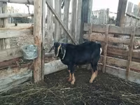 Widder, Romanov sheep — Foto 5
