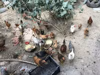 Chickens — फ़ोटो 4
