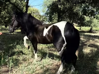 Pferde (Partie, Geschlecht nicht angegeben), American shetland pony — Foto 1
