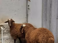 كبش, الأغنام — الصورة 2