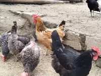 Chickens — photo 6