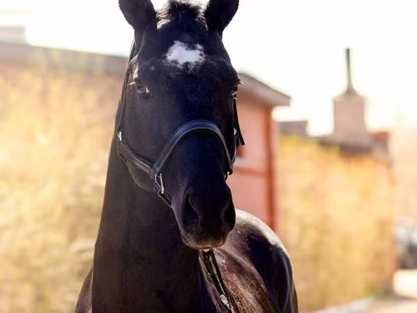 Кінь, Thoroughbred horse