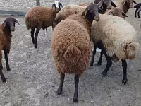 كبش, Karakul sheep — الصورة 1