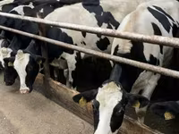 Vaca, Raza Holstein — foto 6