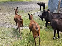 Ziege, Murcia-Granada goats — Foto 1