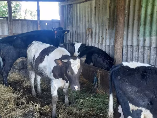 Cow, Holstein breed