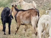 बकरा, Nubian Goat — फ़ोटो 2