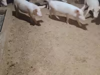 Schweine (Partie, Geschlecht nicht angegeben), Schweine — Foto 5
