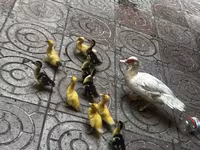 pato criollo doméstico — foto 2