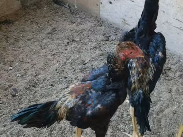 Шамо кури
