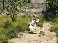 Geese — Foto 3