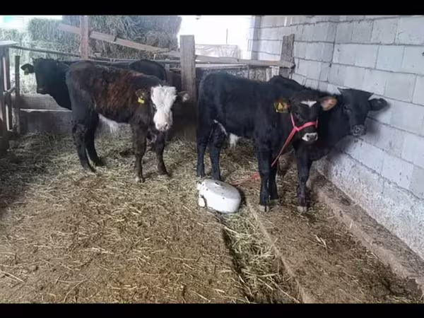 Buğa, Mal-qara