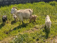 عنزة, الماعز — الصورة 5