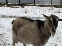 Ешкі, Alpine goat — 4-сурет