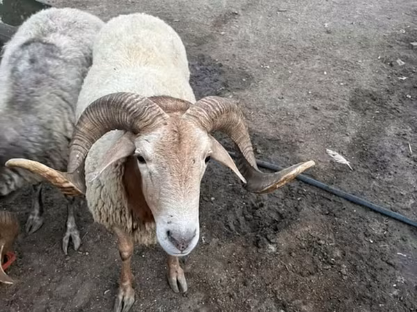 كبش, الأغنام