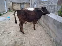 Toro, Ganado vacuno — foto 5
