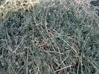 Луцерна — Foto 1
