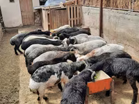 Ram, Sheep — photo 3