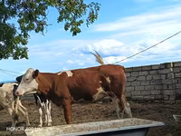 بقرة, Simmental cattle — الصورة 5