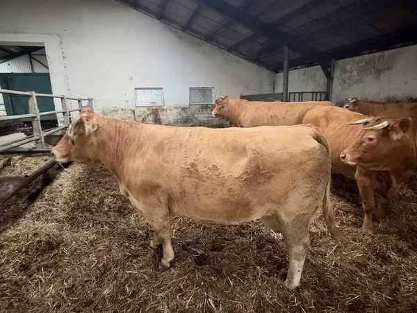 Kuh, Limousin-Kuh