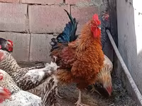 Chickens — الصورة 1