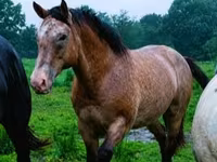 Aygʻir, Palomino — 7-rasm