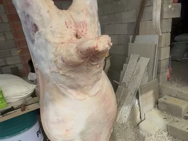 Widder, Merino sheep