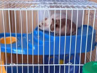 Hamster üçün tam dəst qəfəs Ağ və boz rəngli sevimli xamyaklardır — الصورة 1