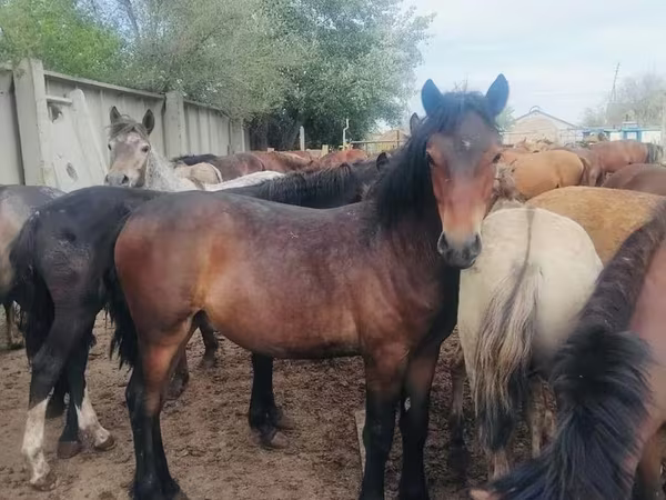 Hengst, Horse breed