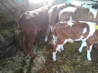 Buğa, Simmental cattle — foto 4