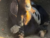公山羊, Nubian Goat — 照片 1