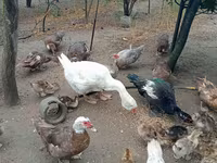 Ducks — Foto 2