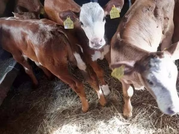 Bulle, Simmental cattle