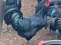 Australorp — Foto 2